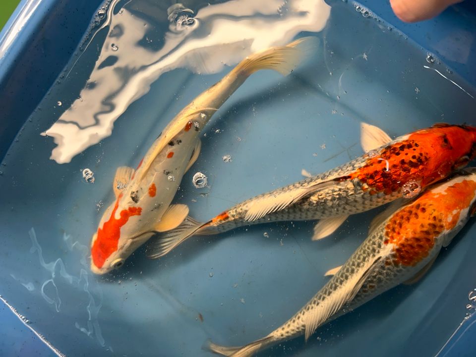 Koi Showa Sanke Kohaku Kujaku Utsuri 25-30cm  Karpfen in Rangendingen