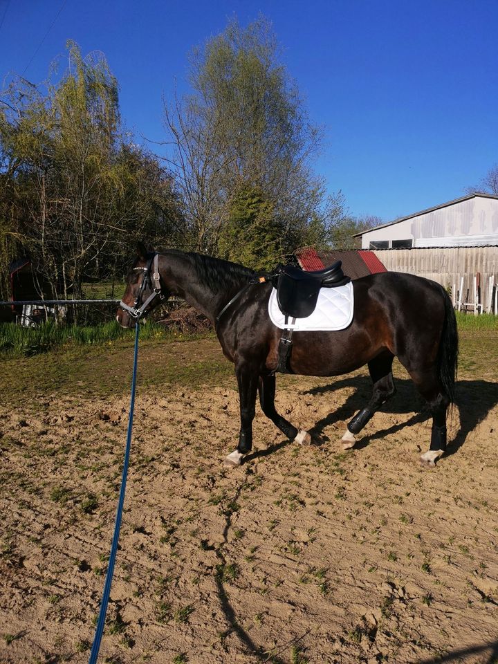 Pferd sucht... kompetente Reitbeteiligung Pflegebeteiligung in Ostrau