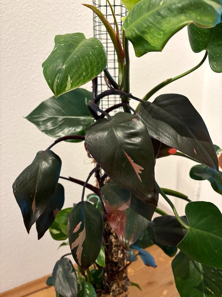 Philodendron Pink Princess White Wizzard Zimmerpflanze Moosstab in Dresden