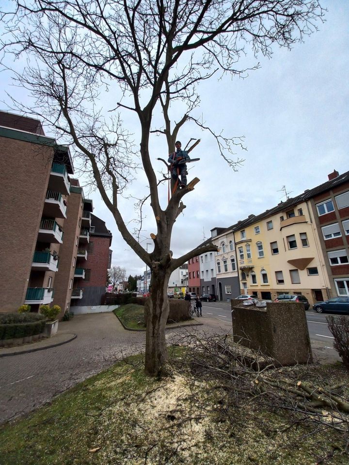 GARTEN BAU in Düren