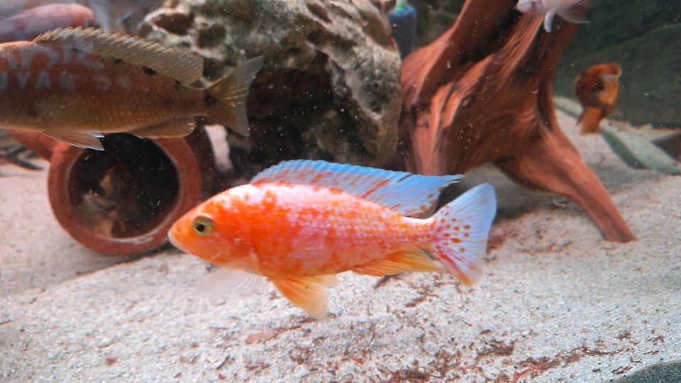 Malawibarsche Firefische Männchen in Berlin