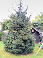 Tannenbaum ca. 4,50 m Nordrhein-Westfalen - Brüggen Vorschau