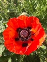 Türkischer Mohnsamen großblumig Mohn Blumensamen Thüringen - Merkers-Kieselbach Vorschau