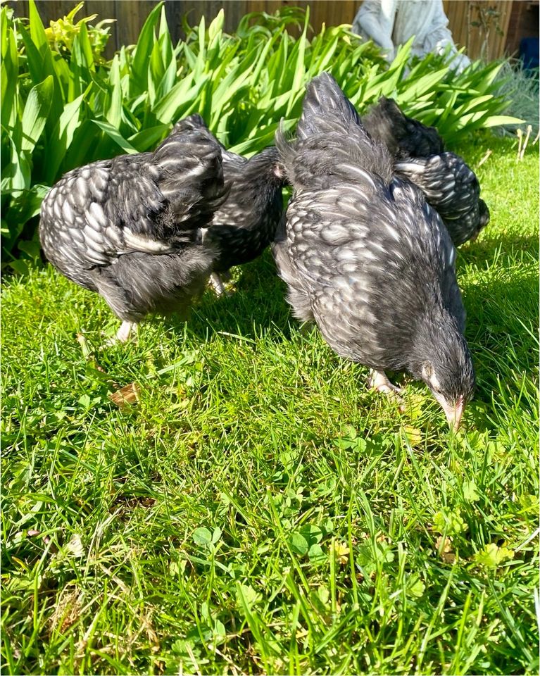 Orpington Hühner Hennen Junghennen Legehennen in Hünfeld