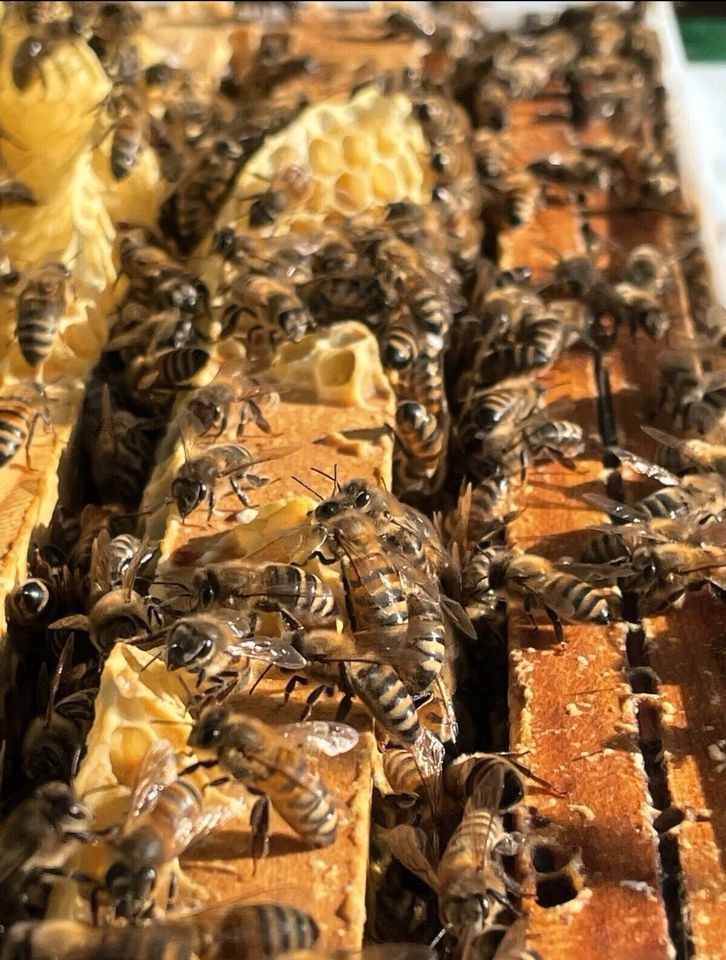 Bienenableger Carnica, DNM, sofort verfügbar in Bremervörde