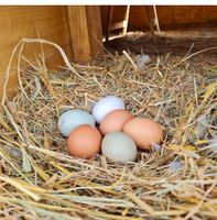 Frische bunte Hühner Eier Rheinland-Pfalz - Kirn Vorschau