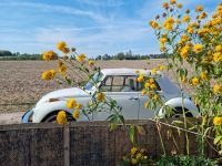 VW Käfer Cabrio Aschersleben - Winningen Vorschau