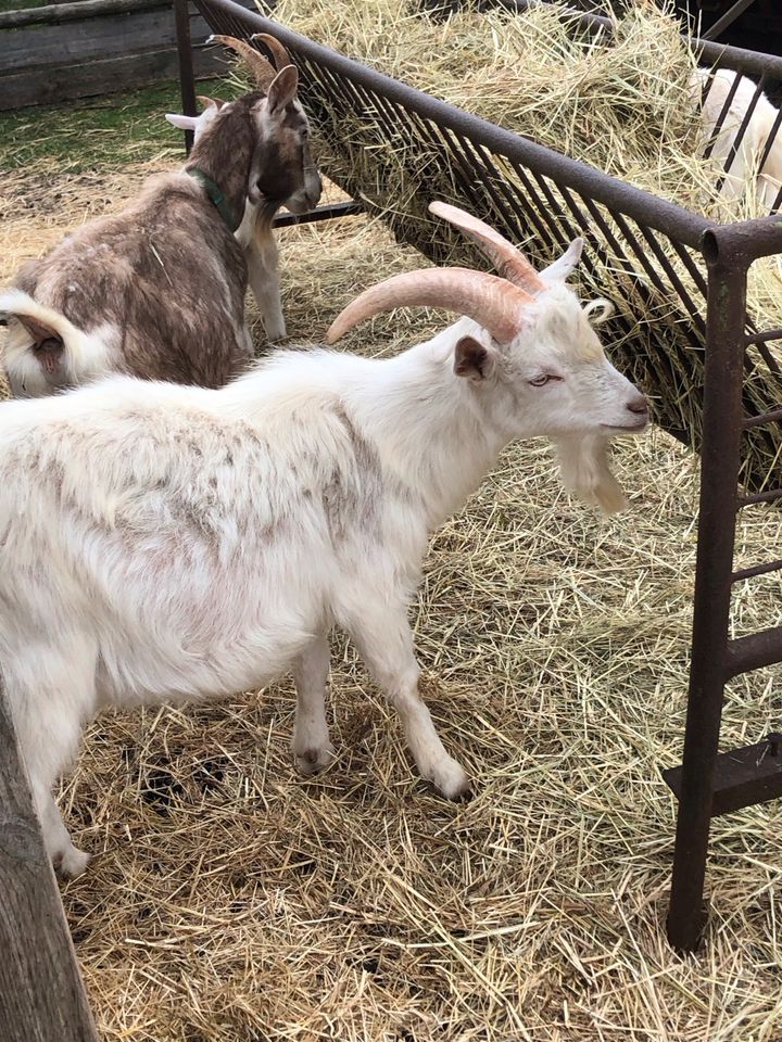 Weißer Ziegenbock in Treuenbrietzen