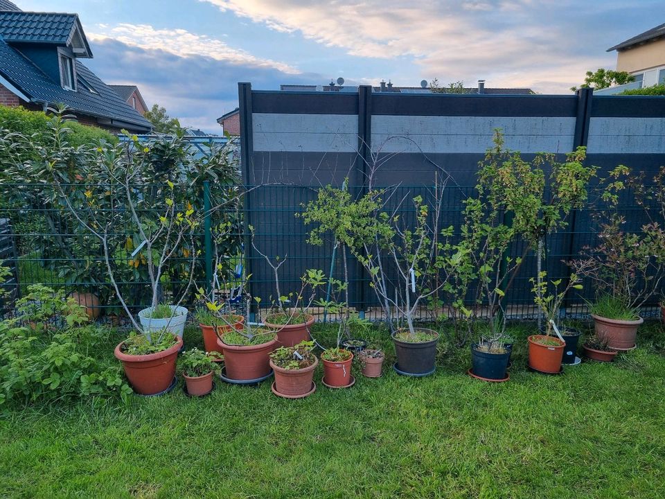 Noch 8 Feigen wegen Reduzierung der Sammlung ! Ficus carica ! in Albachten