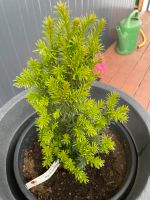 Taxus baccatta Niedersachsen - Damme Vorschau