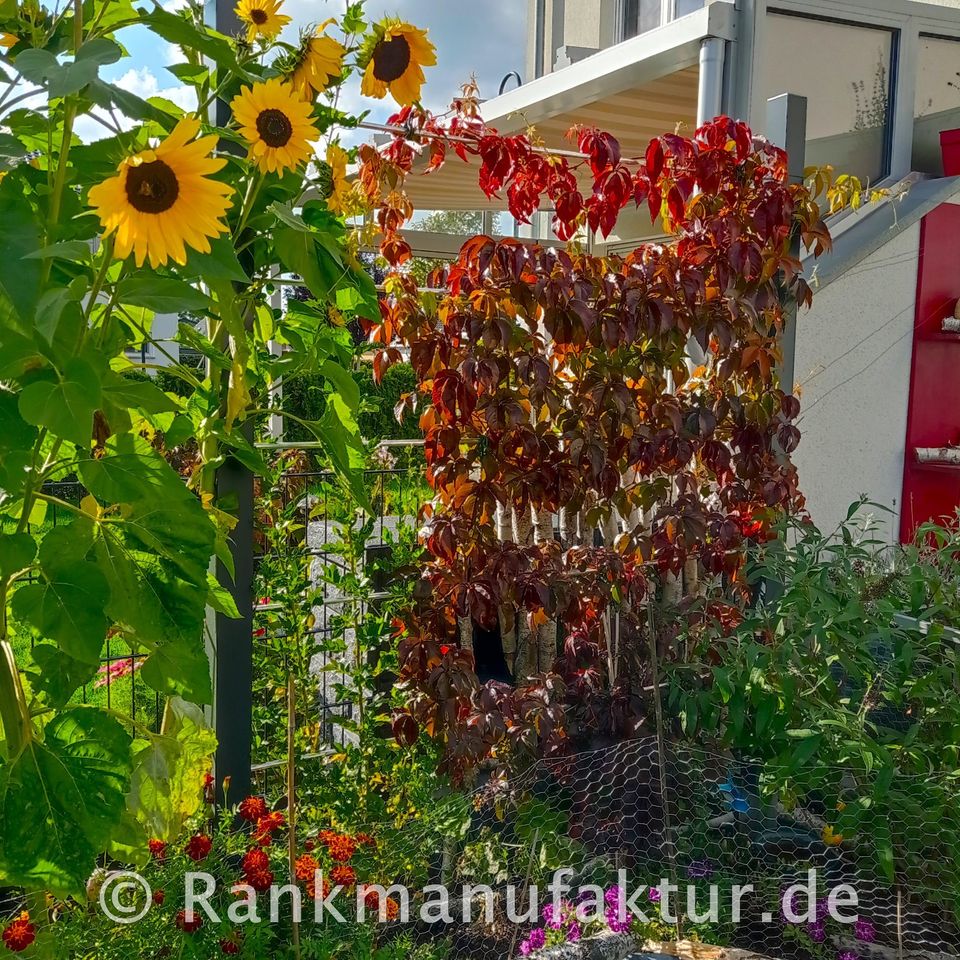 ☘️RANKMANUFAKTUR Design Rankhilfe Rankgerüst Kletterhilfe Rankgitter Spalier Rosenbogen Metall Holz Sichtschutz Garten Terasse Spalierobst Weinrebe Himbeeren Balkon Sichtschutzzaun Hochbeet Pergola ☘️ in Röthenbach