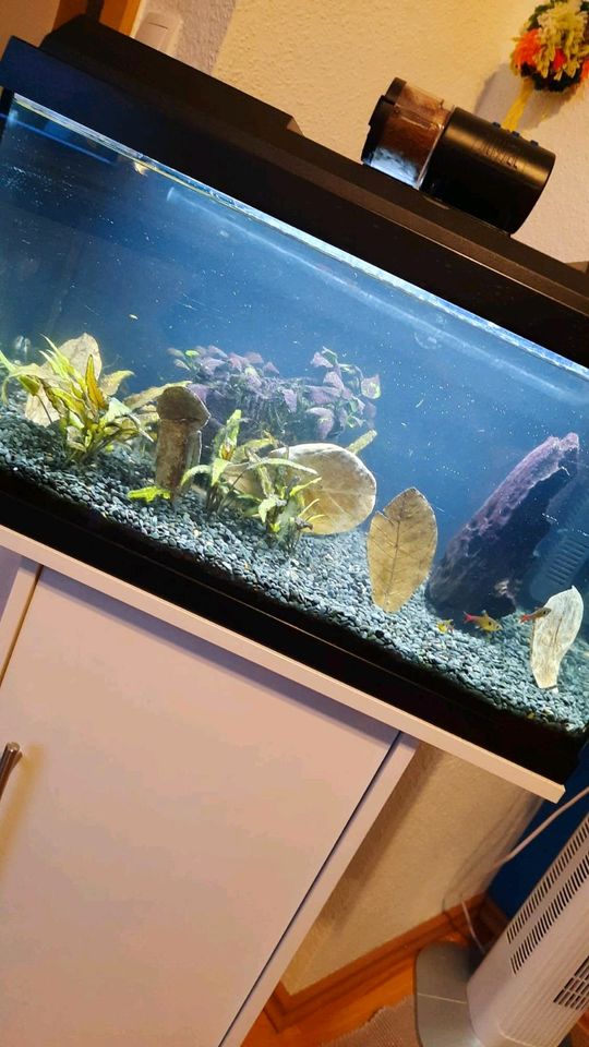 Aquarium 60 Liter in Aichhalden