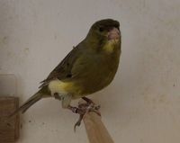 Kanarienvogel (Harzer Roller Gesangskanarienvogel) Hahn Niedersachsen - Delmenhorst Vorschau