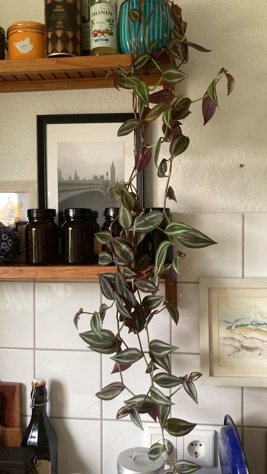 Ableger Hängepflanzen Pilea,Echeveria, Leuchterblume in Düsseldorf