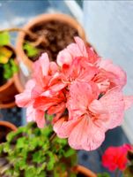 Unbewurzelter Ableger Edel Geranie, Pelargonie "Diane Louise" Baden-Württemberg - Niederstotzingen Vorschau