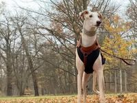 Picasso, liebevoller Galgo Rüde, geb: 2013 / SH 74cm Güstrow - Landkreis - Güstrow Vorschau