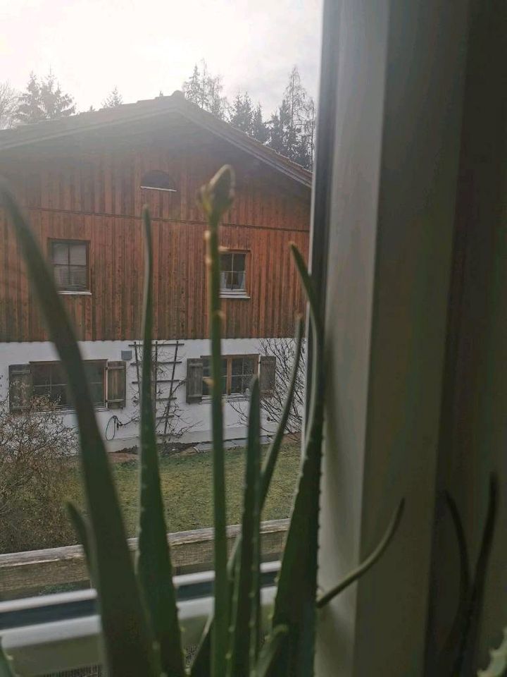 Aloe Vera Solitär Pflanze mit Blüte in Oberaudorf