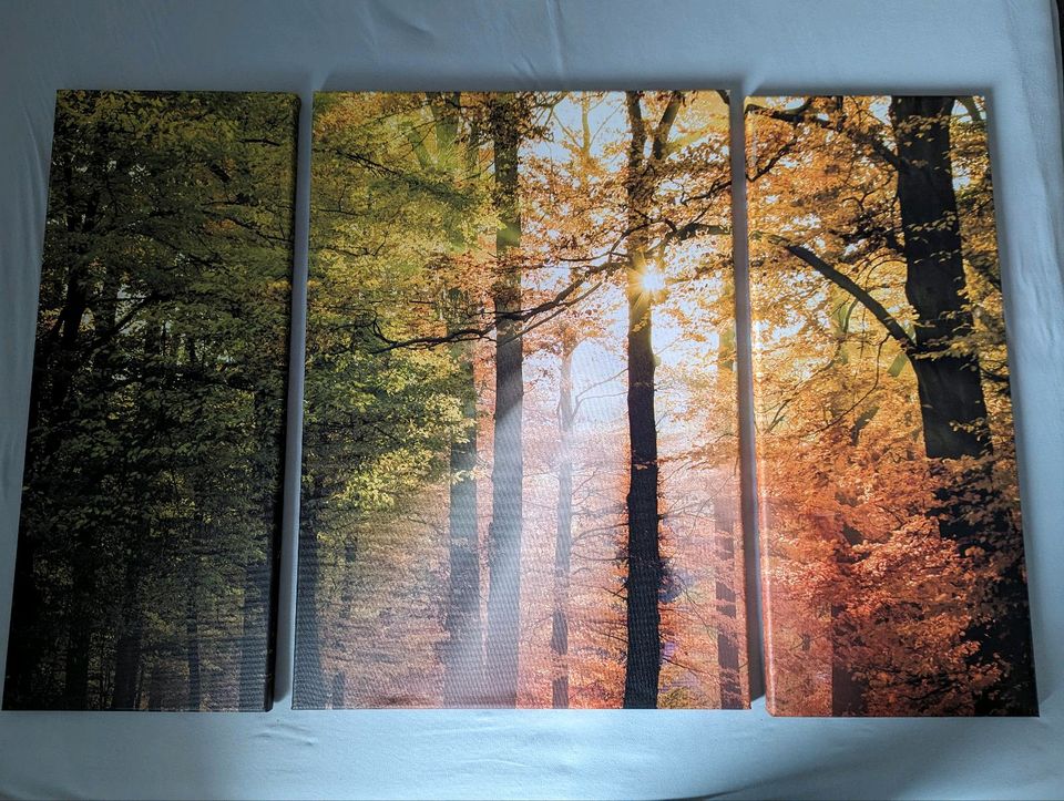 Leinwandbild Wandbild Sonnenlicht im Wald, dreiteilig, 113x75 cm in Kernen im Remstal