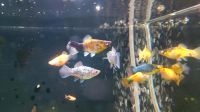 ⭐Platy Xiphophorus maculatus  Aquarium Fisch 2 €*⭐ Rheinland-Pfalz - Minfeld Vorschau