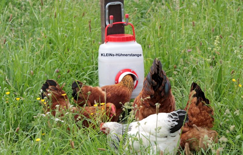 Futterspender Futterautomat Futtertrog Hühner Küken Stall Huhn in Göcklingen