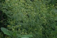 Gewürztagetes Minuta Huacatay - Eßbare Blüten - Teepflanze Bayern - Regensburg Vorschau