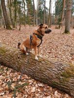 Lotte sucht ihr Zuhause Bayern - Oberhausen a.d. Donau Vorschau