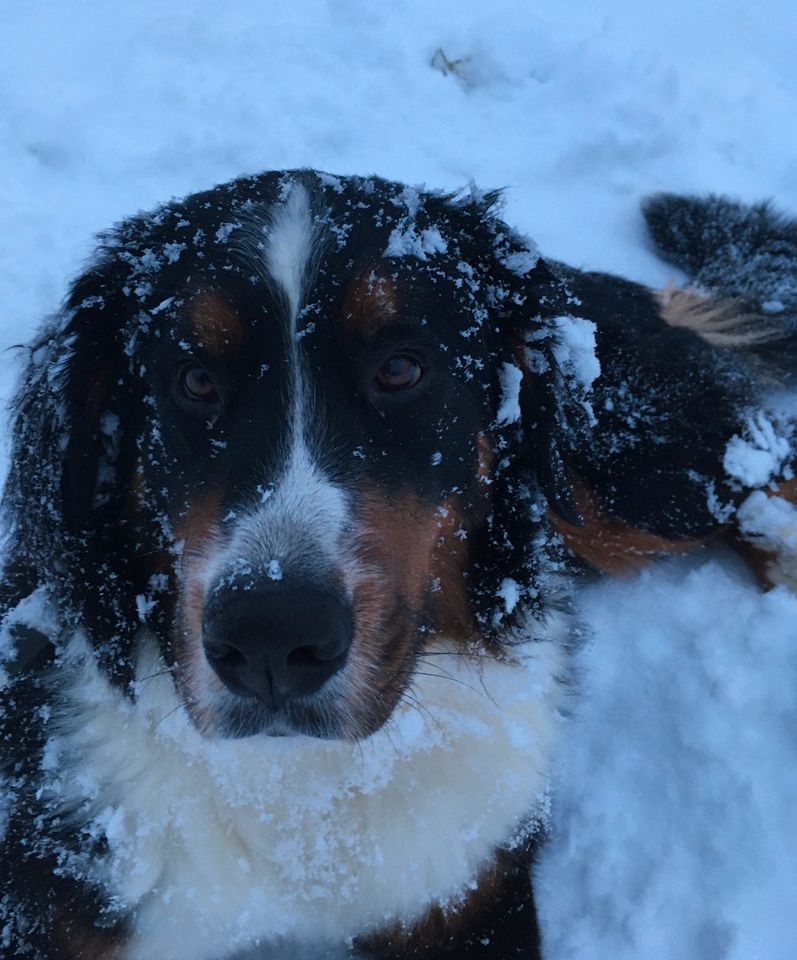 Berner Sennen Hund, Wurfgeschwister gesucht, !!! KEIN VERKAUF !!! in Mechernich