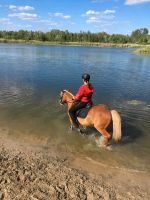 Biete Reitbeteiligung auf Charakterpony Brandenburg - Oranienburg Vorschau