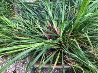 Riesensegge - Carex pendula Nordrhein-Westfalen - Leverkusen Vorschau