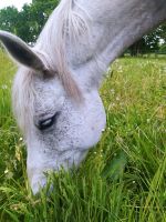 Reitbeteiligung gesucht Kreis Pinneberg - Neuendeich Vorschau