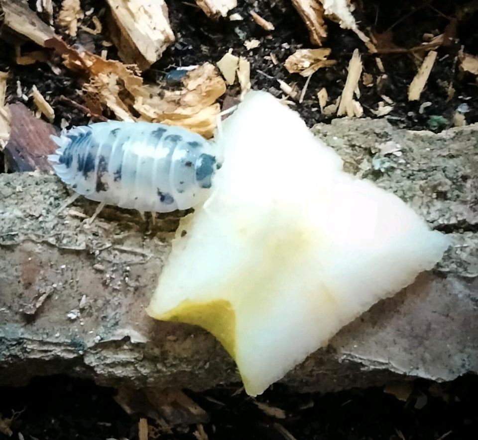 Panda-Asseln / Porcellio laevis 'Panda' in Mecklenbeck