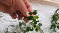 Aquarium Pflanzen Anubias Nanas Brandenburg - Elsterwerda Vorschau