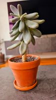 Pachyphytum Sukkulente Mitte - Wedding Vorschau