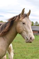 Sehr schickes 2 jähriges Quarter Horse Nordrhein-Westfalen - Rödinghausen Vorschau