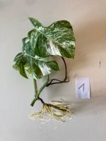 Monstera deliciosa Variegata Albo Baden-Württemberg - Allensbach Vorschau