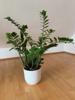 Zimmerpflanze Glücksfeder ca. 97 cm hoch Baden-Württemberg - Gärtringen Vorschau