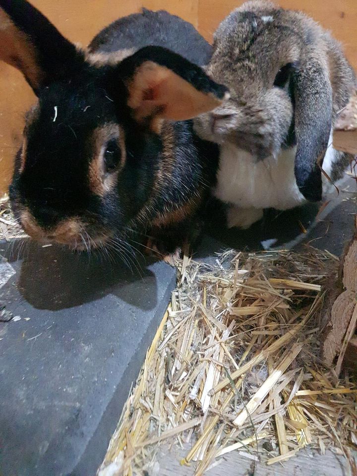 3 handzahme Zwergkaninchen inkl. sehr großem Gehege + Zubehör ❤ in Rommerskirchen