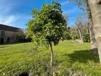 Holunder Sambucus Nigra 2,20m perfekt gewachsen Sachsen-Anhalt - Langeneichstädt Vorschau