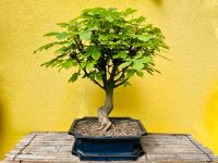 Bonsai Kastanie Essen - Essen-Borbeck Vorschau