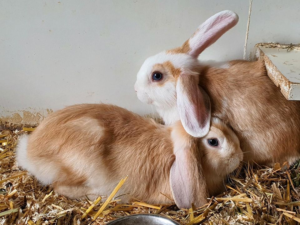 Zwergkaninchen Zwergwidder 10 Wochen alt Kaninchen in Quierschied