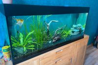 Aquarium 350L von Juwel Baden-Württemberg - Althengstett Vorschau