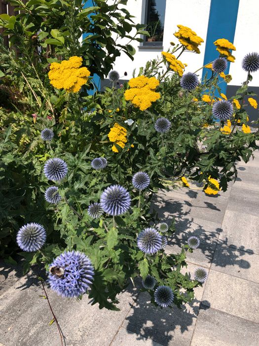 blaue KUGELDISTEL, winterharte Staude, Blumensamen in Eschweiler