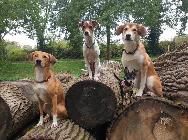 Gassiservice Hundebetreuung Gassi gehen in Mönchengladbach