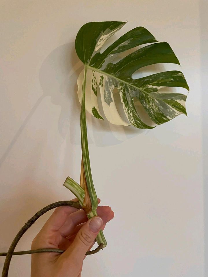 Monstera Variegata Stammsteckling - B in Köln