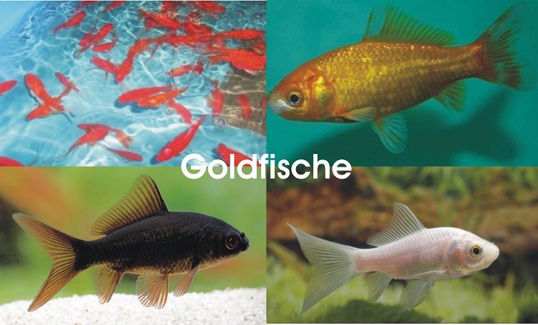 Goldfische in großer Auswahl - Günstig // Fischfarm Eske in Flensburg