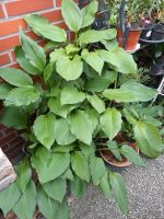 Hosta Ableger,  verschiedene Sorten, Stauden, Garten, Pflanzen Schleswig-Holstein - Lübeck Vorschau