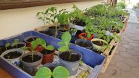 Bio Tomatenpflanzen und andere Gemüsepflanzen in Storndorf Hessen - Schwalmtal Vorschau