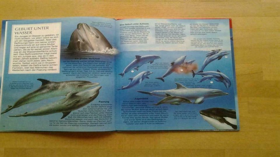 Buch Delfine aus der Wissenswelt für Kinder in München