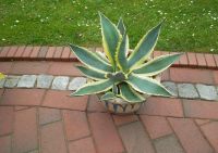 AGAVE mit Kübel, ca. 1 m Höhe, grün Niedersachsen - Moormerland Vorschau