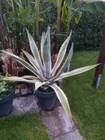 Agave americana Variegata Mutterpflanze Nordrhein-Westfalen - Leverkusen Vorschau